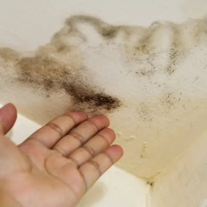 Hand pointing out mold in iowa home